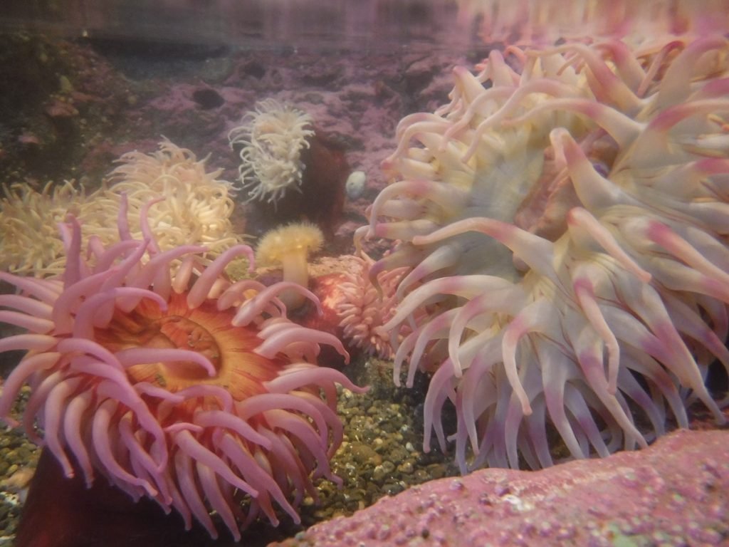 fotokwaliteit van fujifilm finepix xp130
